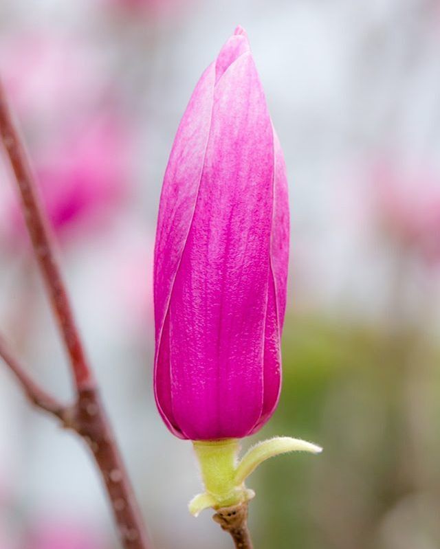 #Magnolia #Soulangeana #pink #pinkmagnolia #flowerabstract #flowermagic #flowermacro #macro #macroflowers #flowercloseup #beautifulblooms #beautifulflowers #springflowers #springmagnolia #magnoliasoulangeana #closeupmagic #closeup #closeupphoto #closeupp… ift.tt/2ChnAUu