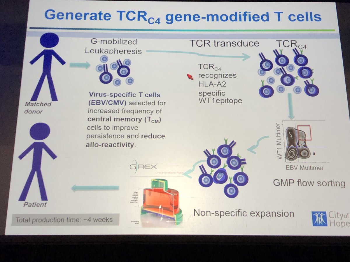 hemedoc's tweet photo. #BMTTandem18 Forman: engineered TCRs targeting AML WT1, early data look promising (no relapses when used prophylactically) https://t.co/M2L869ijO7