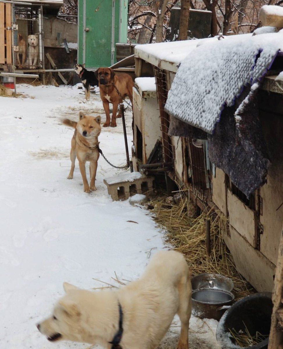 World Animal News tweet media