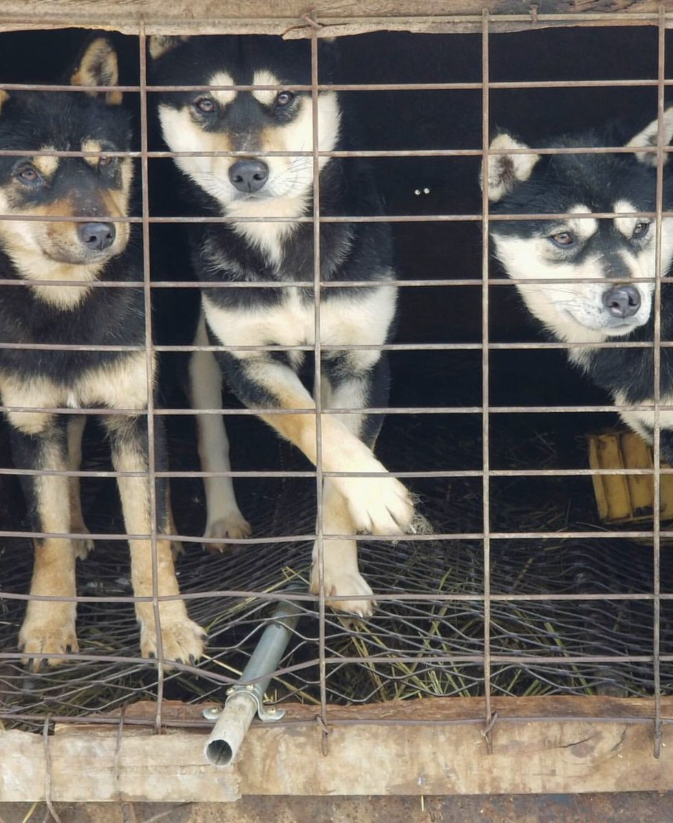 By: Olympic Pro Skier <a href="/guskenworthy/">Gus Kenworthy</a> 🏆🥈This morning Matt &amp; I had a heart-wrenching visit to one of the 17k dog farms here in #SouthKorea. 2.5 million dogs being raised for food. Gus &amp; Matt worked with <a href="/HSIGlobal/">超级Z.Y.N 发明家 V2</a> to shut this one down after the owner agreed. 90 dogs saved! 🙏💛🐕
