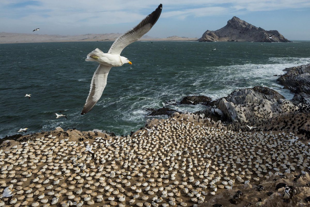 aplastic_planet's tweet photo. Plastic Smells the Same as Fish to a Seabird https://t.co/uDFWcVPFwA #PlasticWaste https://t.co/zbLcTAjtHK