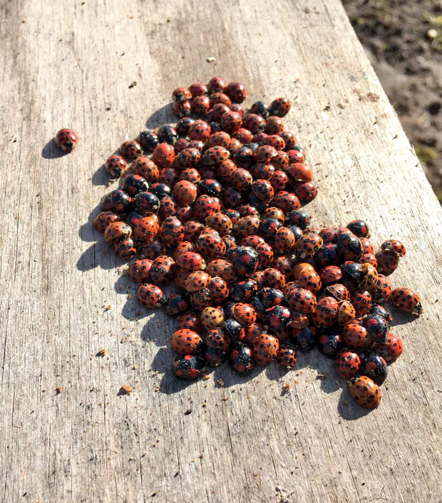 ApidaeHoney's tweet photo. A cluster of ladybirds is known as a Loveliness apparently.
Found this lot under a hive roof today! 
How many different variations can you see? 😁 https://t.co/dc95Pnw6W2