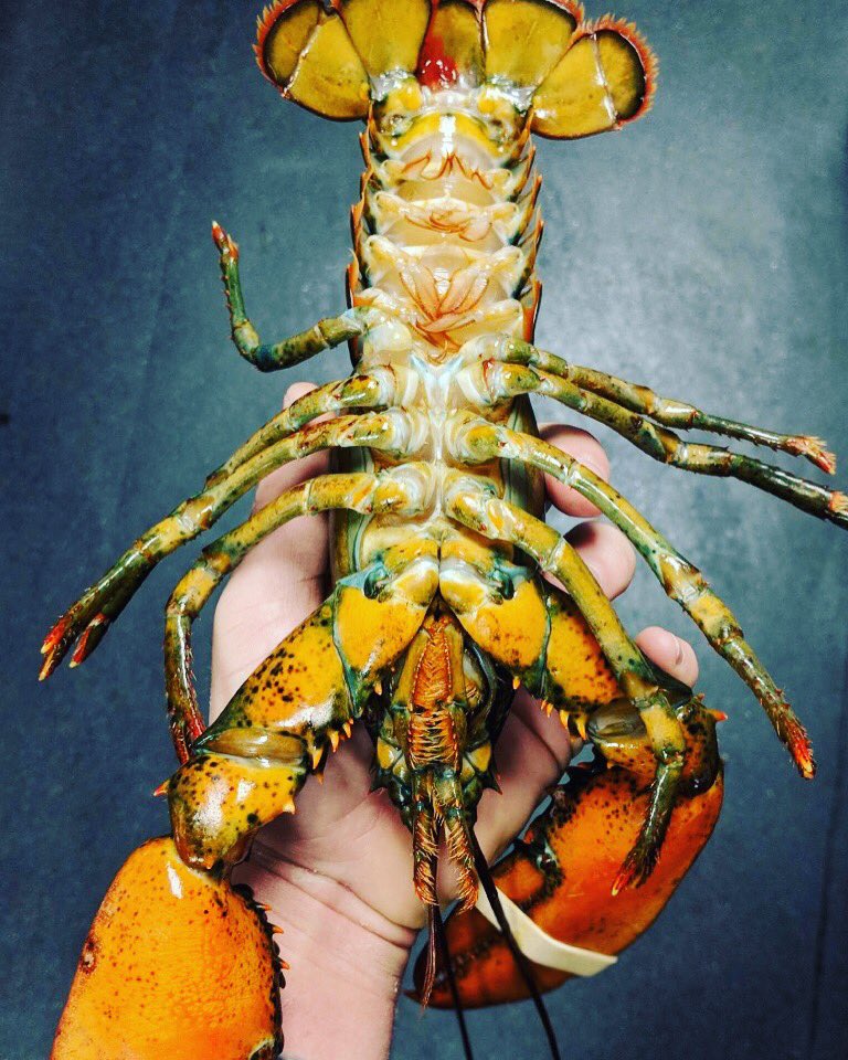 Spruce on Wellington tweet media