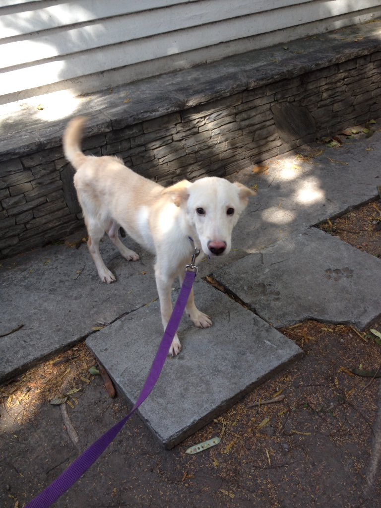 MASCOTASDECALLE's tweet photo. Mateo continua buscando una familia amorosas el vive en una jaula, un señor lo rescato, nosotros pedimos permiso en la clínica para tomarle unas fotos y difundir para lograr un adoptante. Nos ayudas? #Caracas https://t.co/uBUQkOrJuA