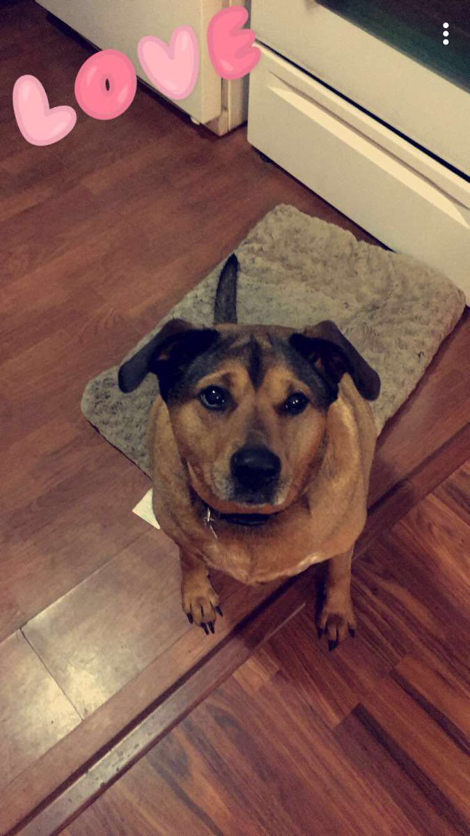 baileyperry02's tweet photo. Please send your prayers for my baby girl Snickers... she’s having trouble breathing and will be going into surgery in a few days 🤞🏻 https://t.co/VBCkBDAK5w