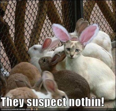 AllTangled's tweet photo. How do you catch a unique rabbit?
You "nique" up on him.
How do you catch a tame rabbit?
The "tame" way!

#rabbit #bunny #cute #cats #animalcostume #disguise #incognito #LOL https://t.co/w952cXH6bU