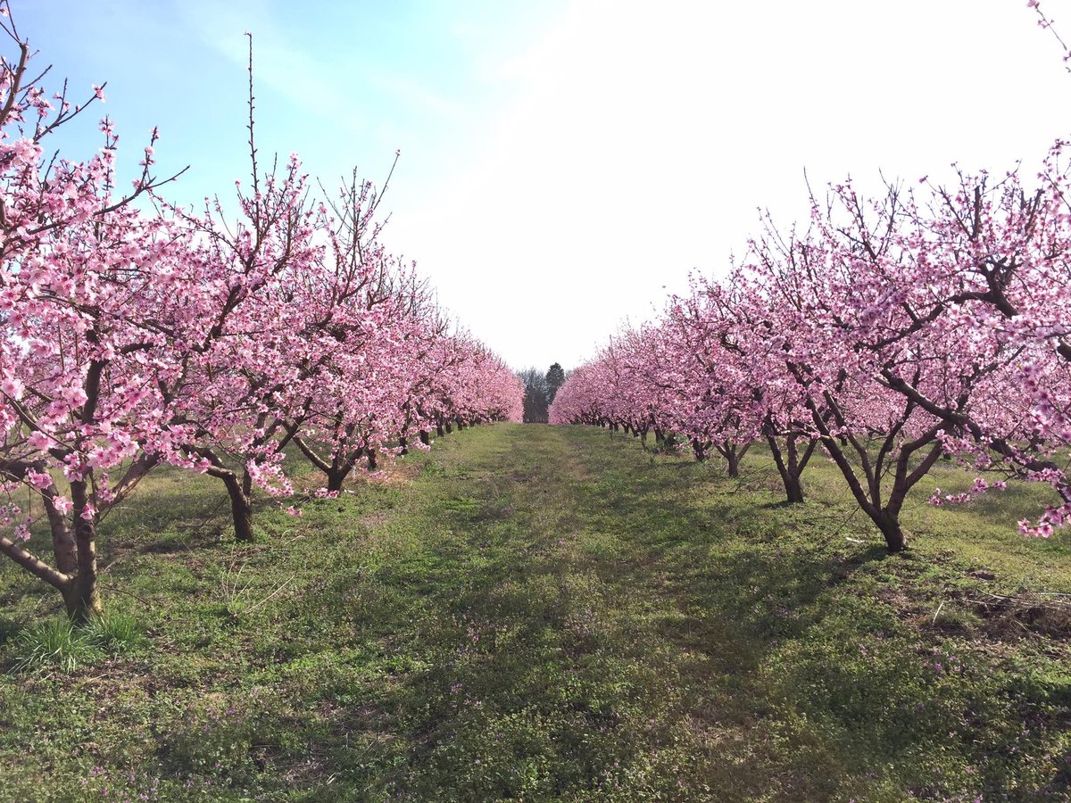 We’ve always been a production based farm, but a family meeting has lead to planning a big #agtourism event during #peach bloom. We are going to jump into the unknown with both feet! Details soon @treeripepeach #peach18 #BloomBash