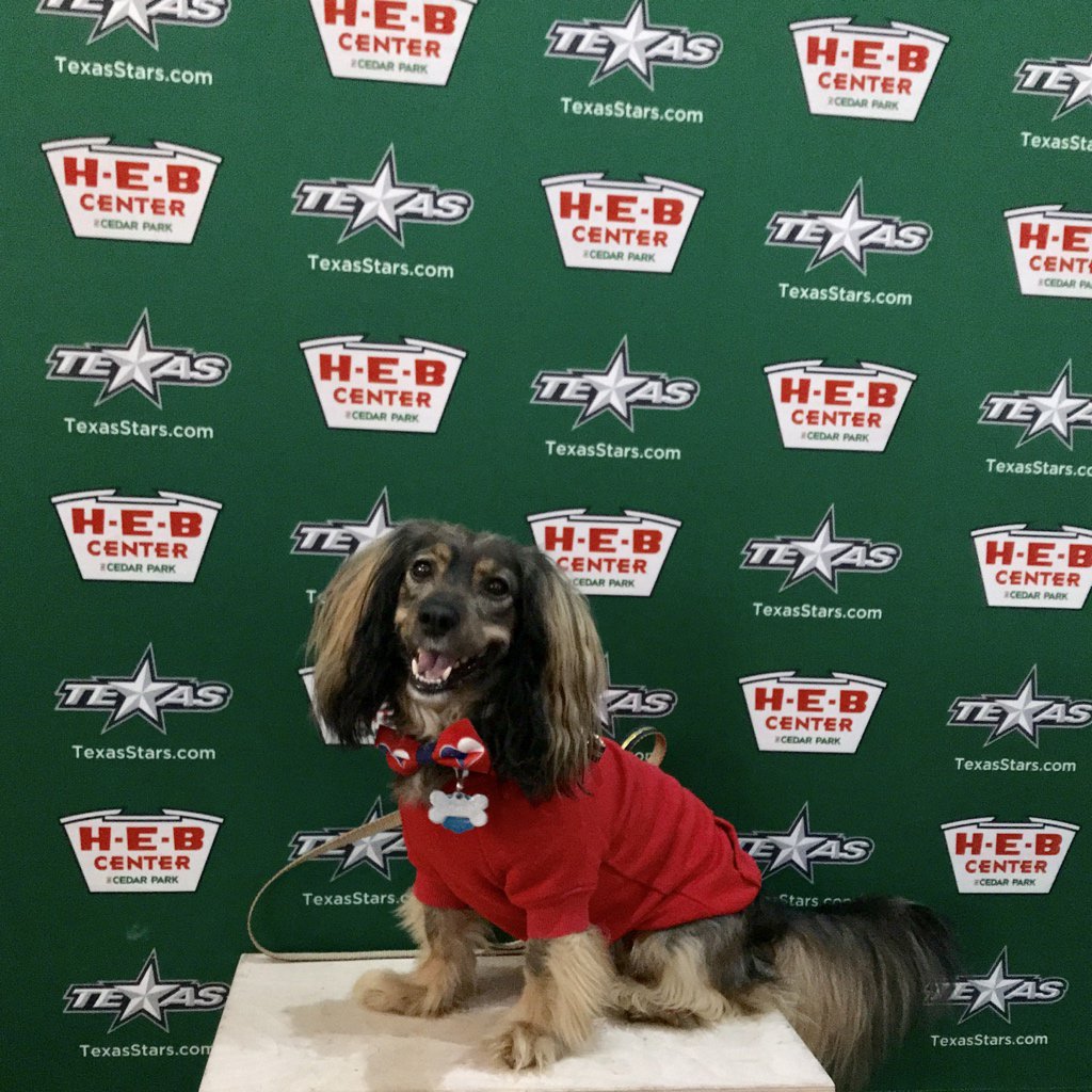 FreddyPickles's tweet photo. Ready for the @TexasStars game! #smile4hockey #pucksnpaws https://t.co/GHeieeFYb9