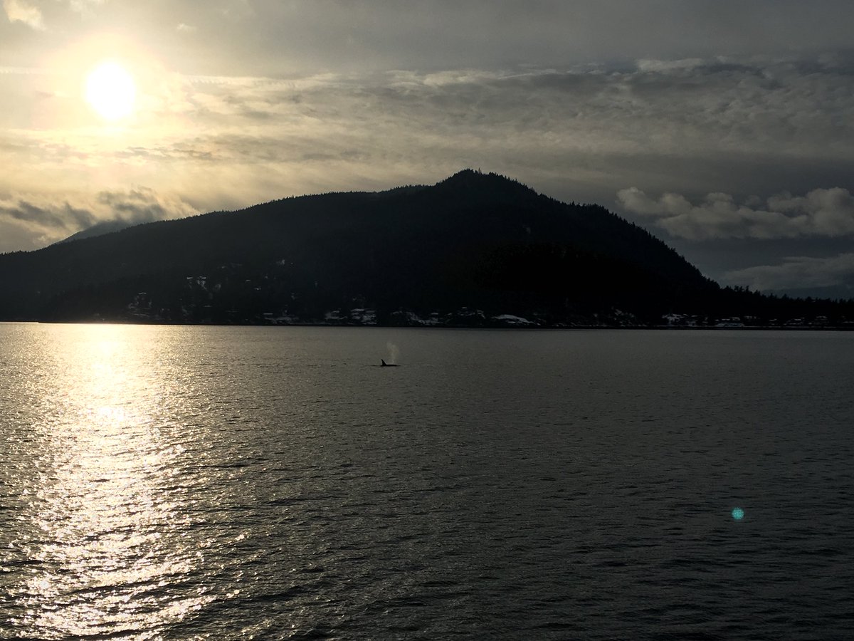 Orca’s on the ferry ride home today. Just itching to get out on the water this year! #lifeonthecoast