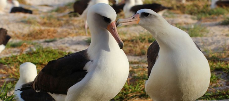 IslandConserv's tweet photo. Despite the threat of predation by invasive mice, Wisdom the Laysan Albatross has successfully hatched another chick! #PreventingExtinctions #Conservation https://t.co/jYh70JZ46b https://t.co/MTUVmChwbk