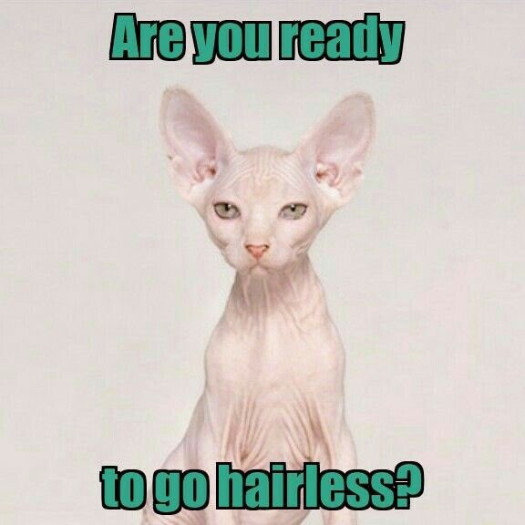 pristine_image_'s tweet photo. This is the last week to take advantage of HALF OFF a laser hair removal package + a FREE infrared sauna session when you bring in a friend!🙀
Call/text us at 903.520.1210 to claim yours now☎️
*you must bring someone with you to qualify for this promo*
#easttx #tylertx https://t.co/yV0eiR6D5K