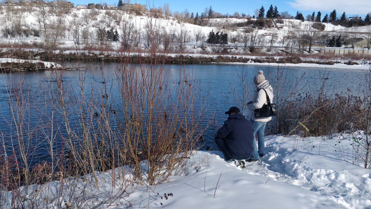 cmcalgary's tweet image. There's two people throwing handfuls of bread to hundreds of ducks down at Prince's Island. Don't ever do this, it's really bad for them. There's even a sign. #yyc #yyccc