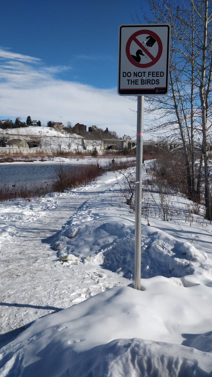 cmcalgary's tweet image. There's two people throwing handfuls of bread to hundreds of ducks down at Prince's Island. Don't ever do this, it's really bad for them. There's even a sign. #yyc #yyccc