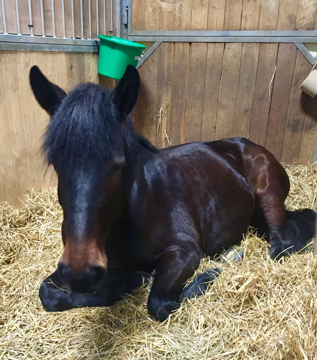 1ère journée du SIA bien remplie et finie ! Un dodo et rdv demain Pavillon 2.1 <a href="/Salondelagri/">Salon International de l'Agriculture</a> <a href="/comexposium/">Comexposium</a> <a href="/cga_paris/">Concours Général Agricole</a> #SIA2018 #Paris #salondelagriculture #cheval