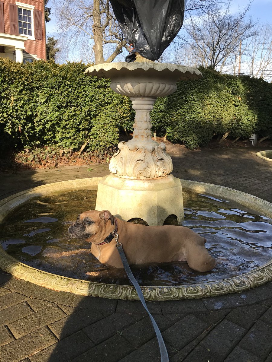 49erFaithful365's tweet photo. Took my baby girl for a walk and she has no manners, lol. Laid her ass down in the mansions fountain. #MyBoxer #ShesGettingOld https://t.co/dXzMgSxmmx