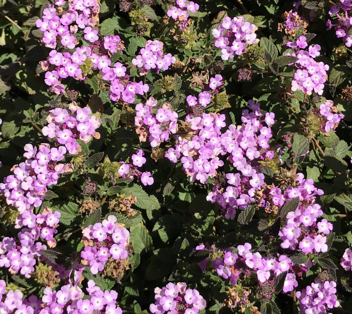 LHatamiya's tweet photo. Lavatera - Mallow, Prunus dulcis -Almond and Lantana   #flowers https://t.co/X43CDmCSXS