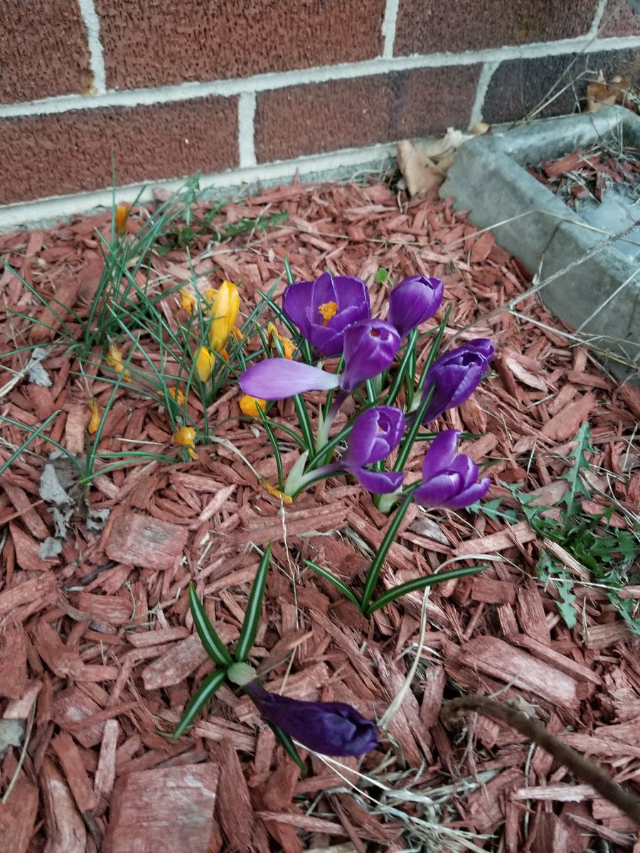 My flowers aren't aware that it's only February. 

#onlyinva #itsnotspring #SWVA