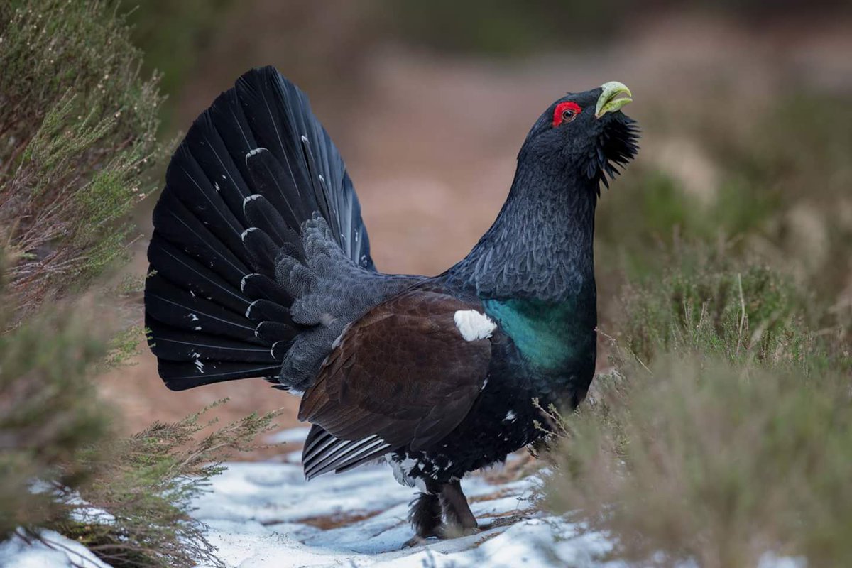 Scottmcgregor77's tweet photo. capercaillie (Tetrao urogallus)
#capercaillie #scottishwildlife #scotland #birdphotography https://t.co/eQBGSUneNL