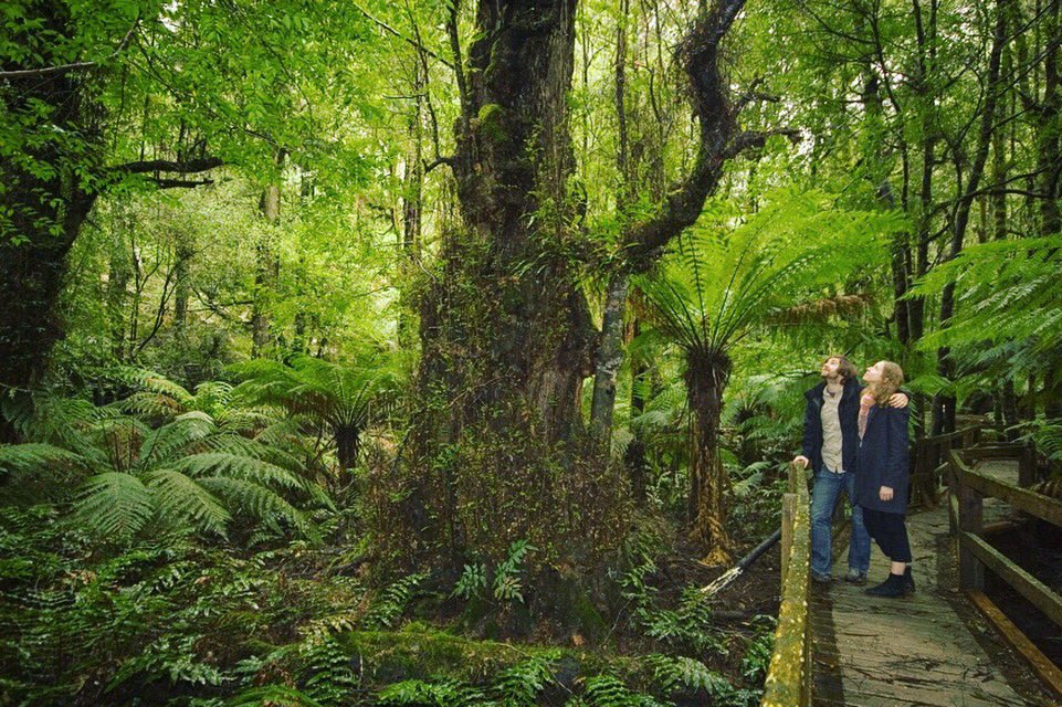 GreatForestNP's tweet photo. The most foolish mistake any politicians can make is to assume only city dwellers want this park, we are receiving record regional support for the change to tenure to grow jobs and protect the integrity of our regions. #wine #agriculture #water #food #bnb #Victoria #GFNP https://t.co/Kw9LtI6W68