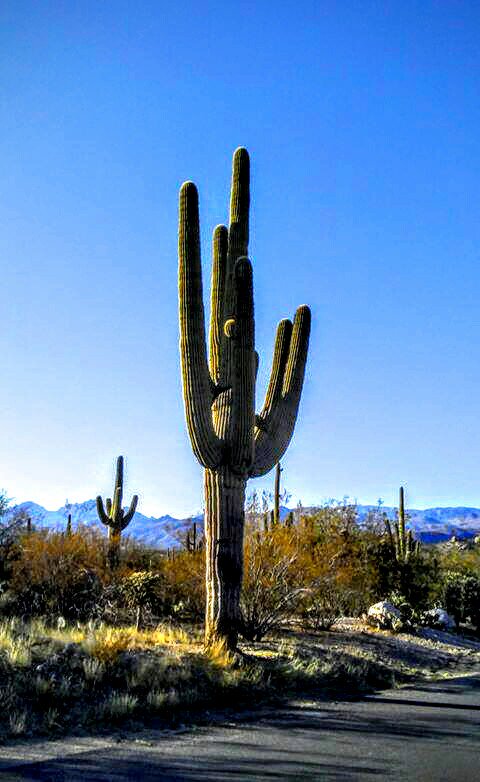 Giant 🌵 Cactus overlooking the Catalinamountains🗻 at tanqueverderanch🐎 DudeRanch🐎 Tucson Arizona🌵 USA🇺🇸!