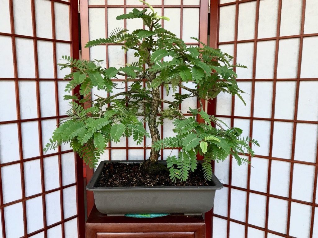 hobbieswiki's tweet image. #TAMARIND #Bonsai #APROX #10YEARS OLD #16" #Tall  #1 #1/#4" #TRUNK #4" #Root - goo.gl/fCjzuZ - #14 #Juniper #JuniperusBrevifolia #JuniperusPhoenicea