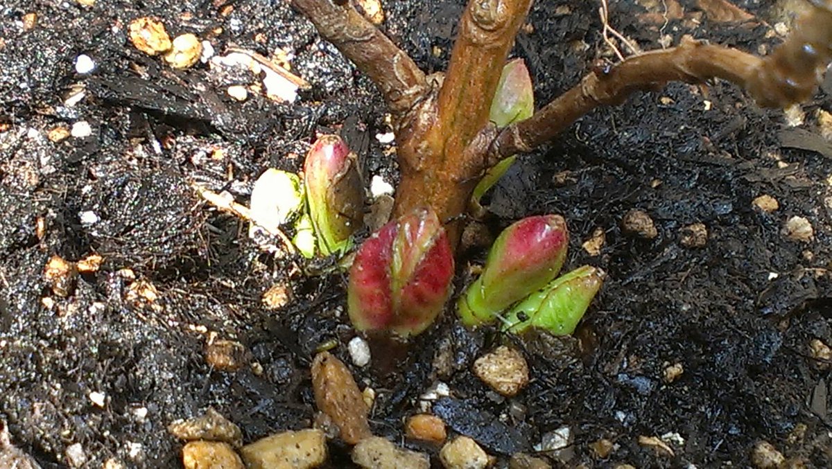 小さな庭の魔法使い On Twitter 紫陽花 根元に新芽がでました 昨年 定価の1 4でゲット 根付きました 紫陽花 花 庭 新芽 春