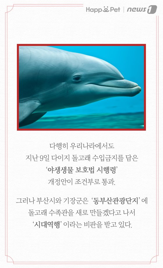 한국도 지난 2월9일 일본 다이지 돌고래 수입금지를 담은 ‘야생생물 보호법 시행령' 개정안이 조건부로 통과. 그러나 부산시와 기장군은 '동부산관광단지'에 돌고래 수족관을 새로 만들겠다고 나서 '시대역행'이라는 비판을 받고 있다. #돌고래학살중단하라 #돌고래수족관가지말자 #돌고래쇼중단하라