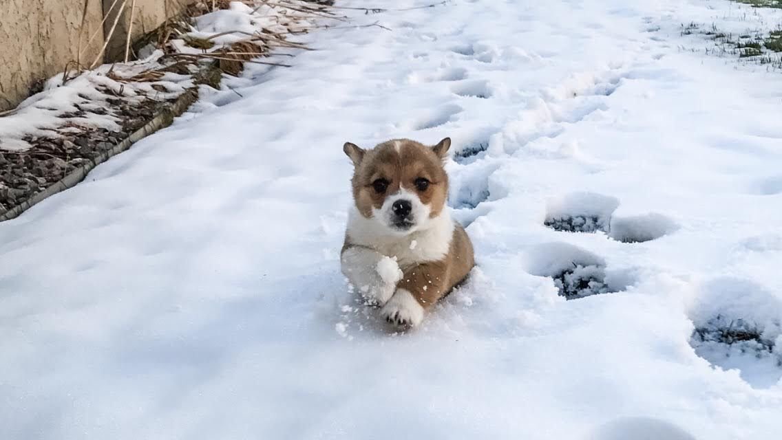 ExtinctAnimal's tweet image. INCOMING