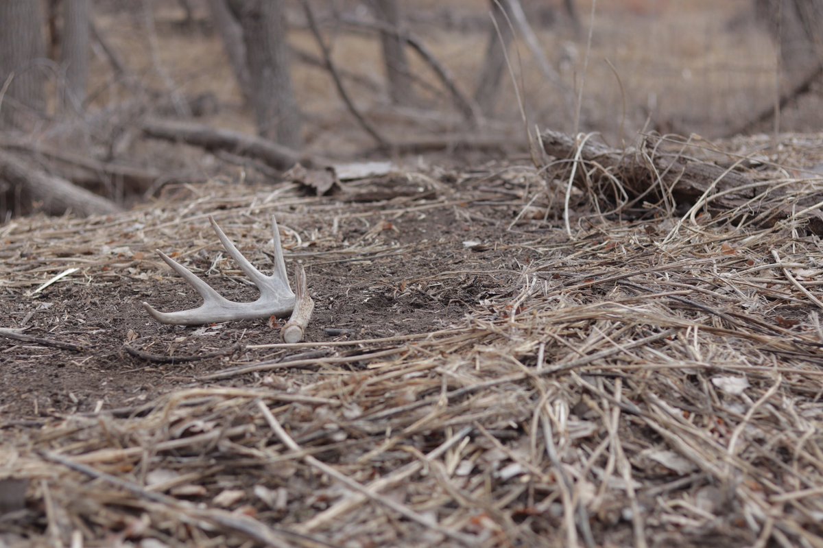 EROutfitters's tweet photo. Looks like we have some good bucks that made it through! Excited to see what they add on for next season! Definitely one of my most favorite times of year! #eagleranch #kansas #shedhunting #whitetail #whitetailhunting #kansashunting #deer #deerhunting #walking #bow #bowhunting https://t.co/lCuIWh9wur
