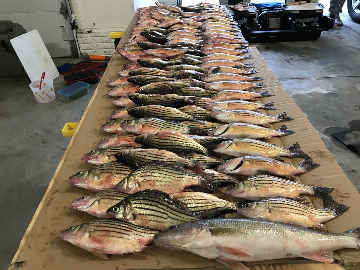 CKFishin's tweet photo. Great day on the ice!
#IowaFishing
#takeakidfishing
#icefishing
#ClearLake
#TeamOGTH https://t.co/KCW1SFx7B1