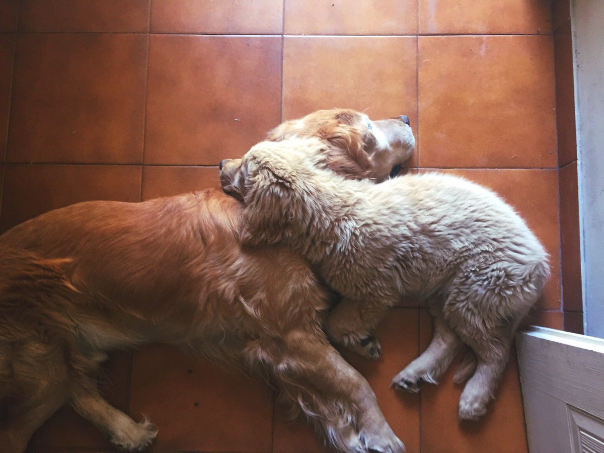 ReniRossi's tweet photo. Cronicas de mi perro siendo dependiente del padre a traves de los años https://t.co/1XHexeaNB6