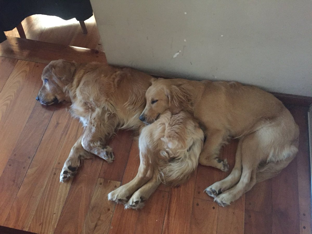 ReniRossi's tweet photo. Cronicas de mi perro siendo dependiente del padre a traves de los años https://t.co/1XHexeaNB6