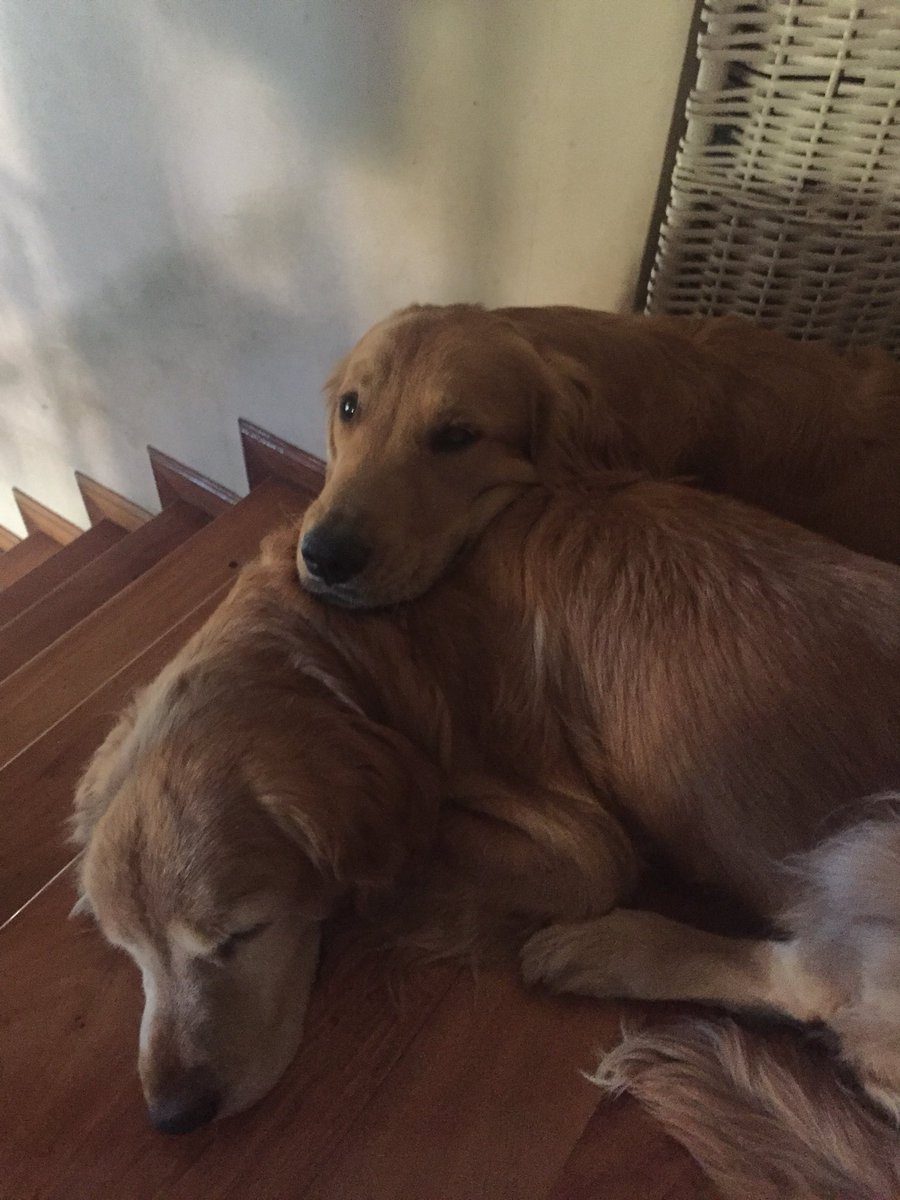 ReniRossi's tweet photo. Cronicas de mi perro siendo dependiente del padre a traves de los años https://t.co/1XHexeaNB6
