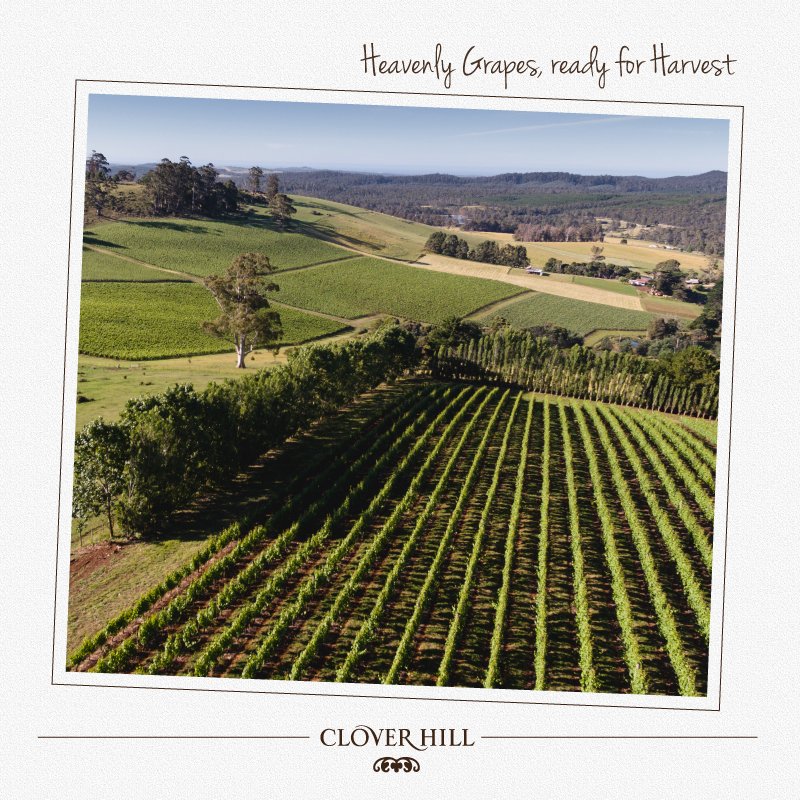 Heavenly Grapes, ready for harvest