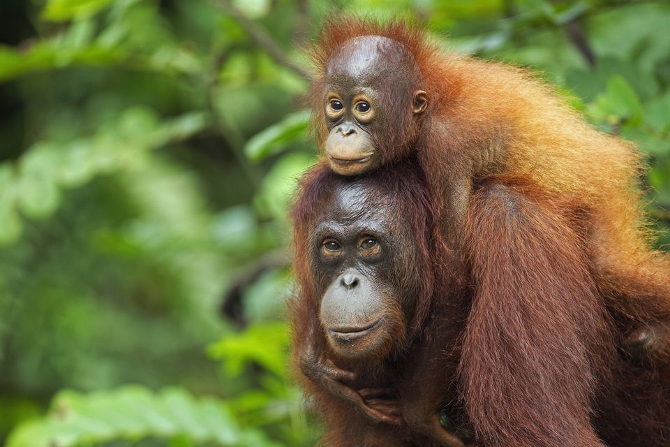 BiologistDan's tweet photo. Over the past 15 years Borneo has lost half its #Orangutans. Of the 64 populations only 38 are still viable. Is Palm Oil and cheap wood really worth it? https://t.co/ZaOkO5O5EY