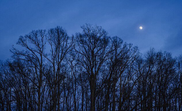 Its sleepy time for the trees too! 😴💤