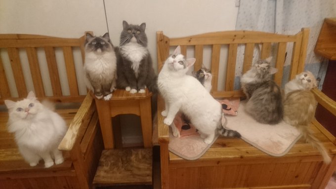 柏の猫カフェ猫の手 22nekote 18年02月 Twilog 柏の猫カフェ猫の手 22nekote 18年02月 Twilog