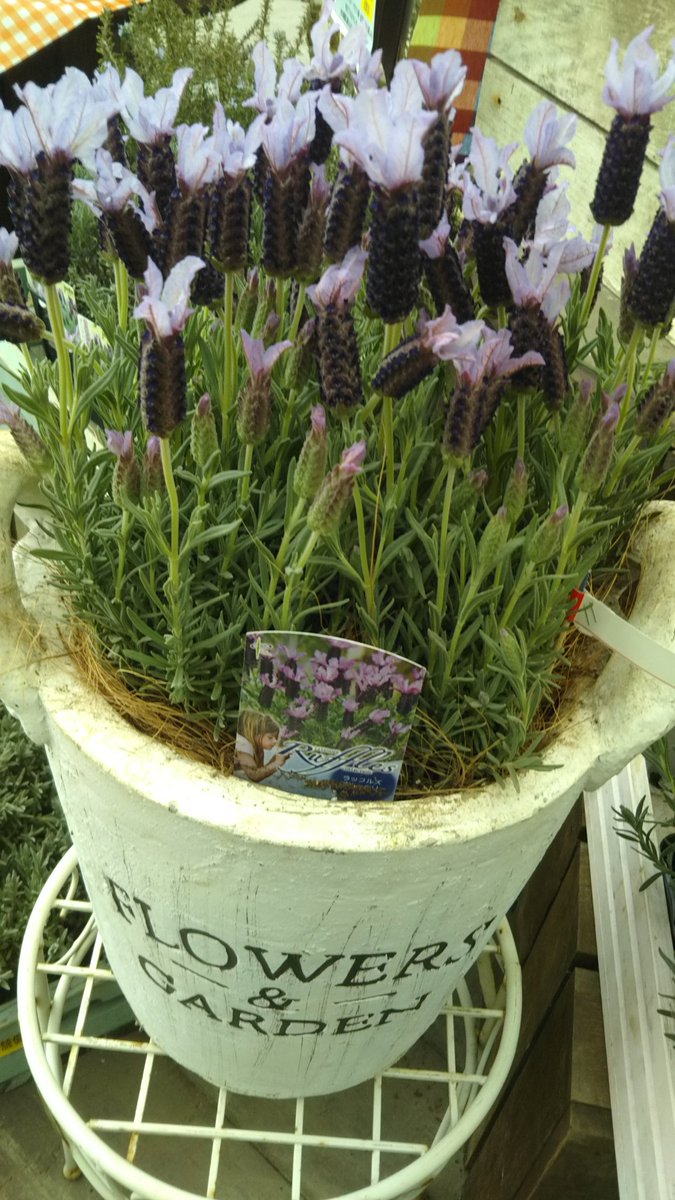 ジョイフル本田 ガーデンセンター ガーデンセンターひたちなか店 茨城 楽しみ方いろいろ 春のラベンダー特集 ラベンダー ラベンダー畑ってとっても綺麗 花壇でもラベンダー花壇作れますよ もちろん寄せ植えでも楽しめます