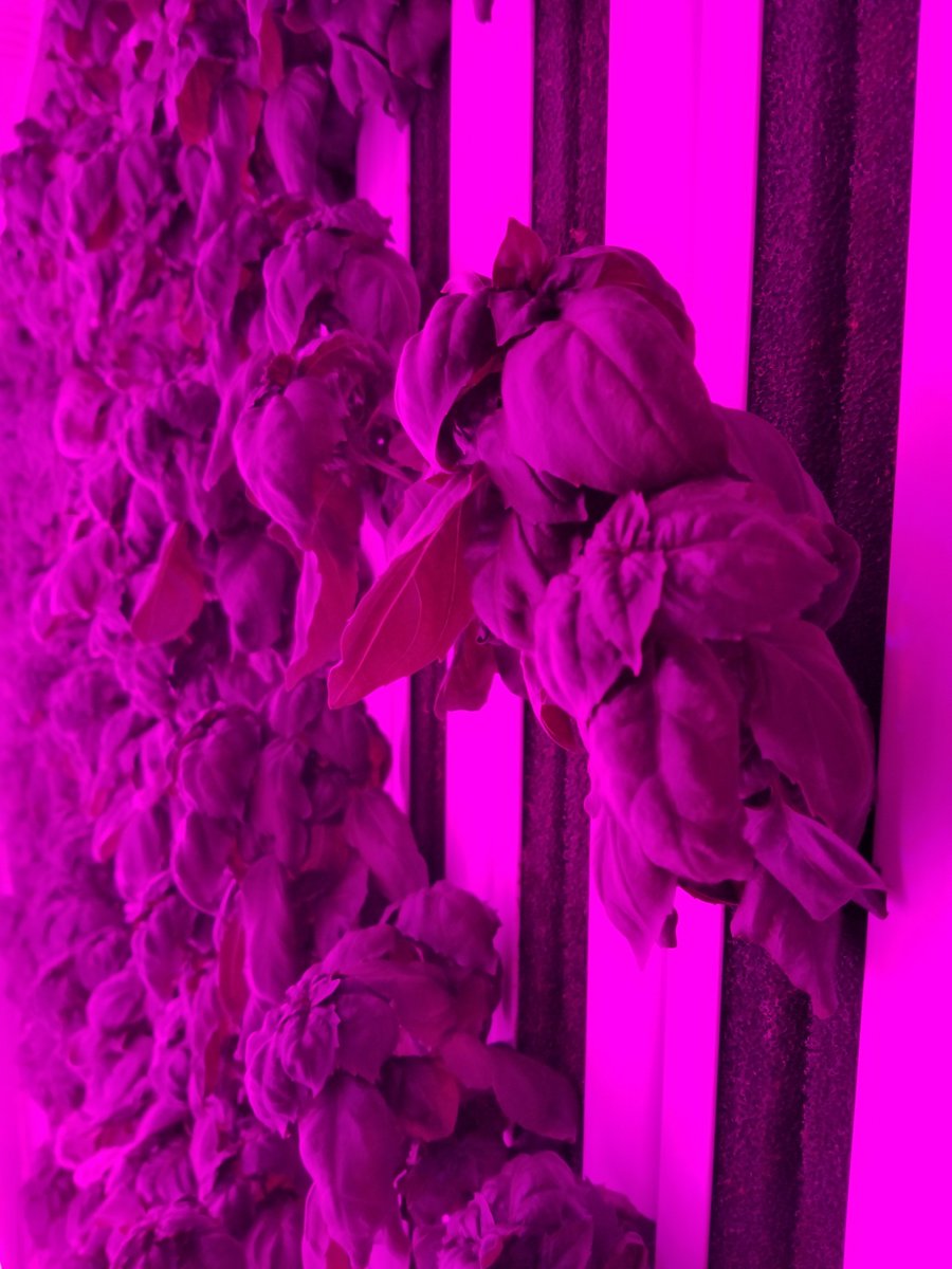 CoeurGreens's tweet photo. Cleaned some snow and checked on the Basil Farm today, great taste, get ready CDA #CDA for some more FRESH-LOCAL-365 #realfood https://t.co/TddukyFtZA