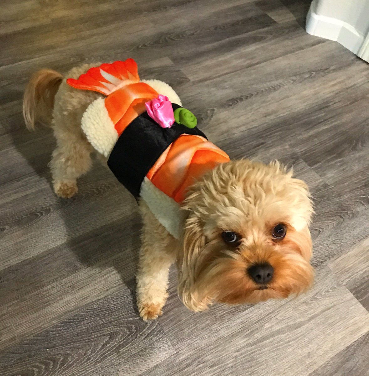 cavapoo halloween costumes
