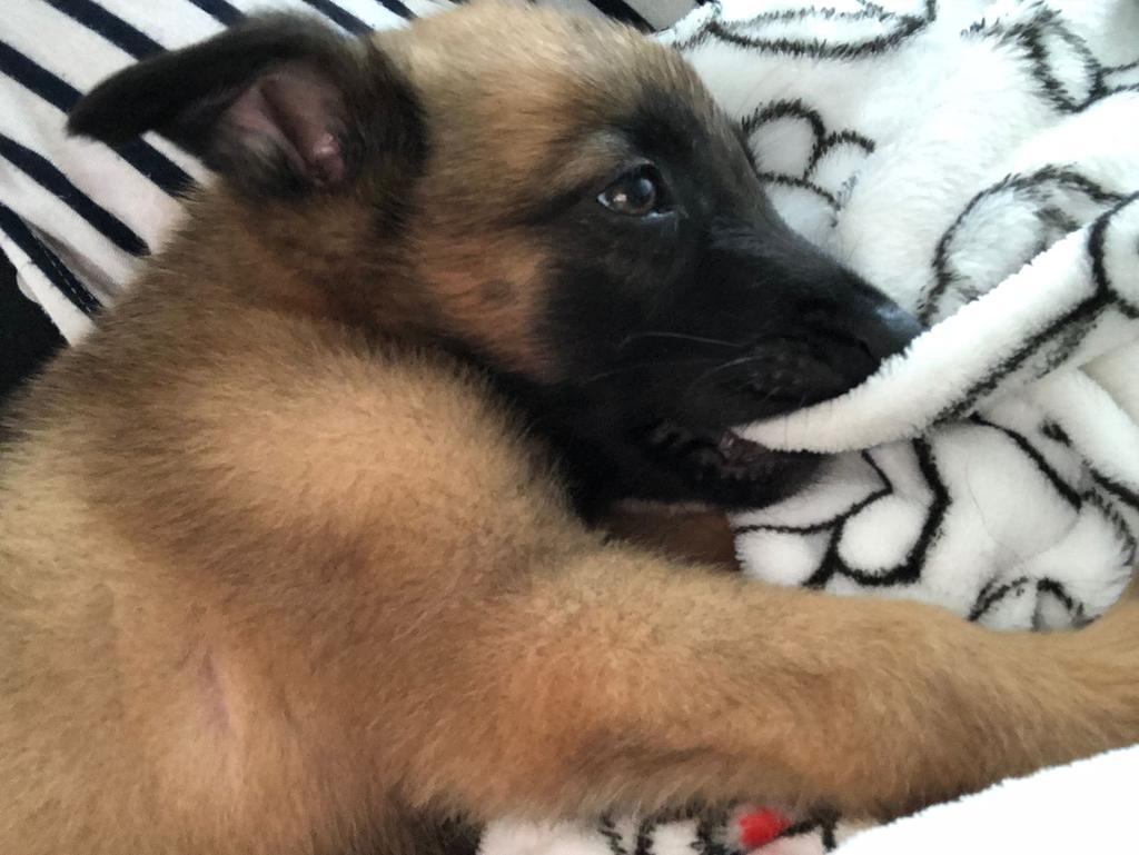 InsomniaKennel's tweet photo. Oliver "Oli" Von Insomnia

(Vohne Liche Line x PR Lines)

#maligator #BelgianMalinois #pastorbelga #frenchring #ringfrances #nextbigthing #chaosisorder #dogsport #workingdog #escuelacaninadearecibo #PuertoRico https://t.co/07yyEkuUx3