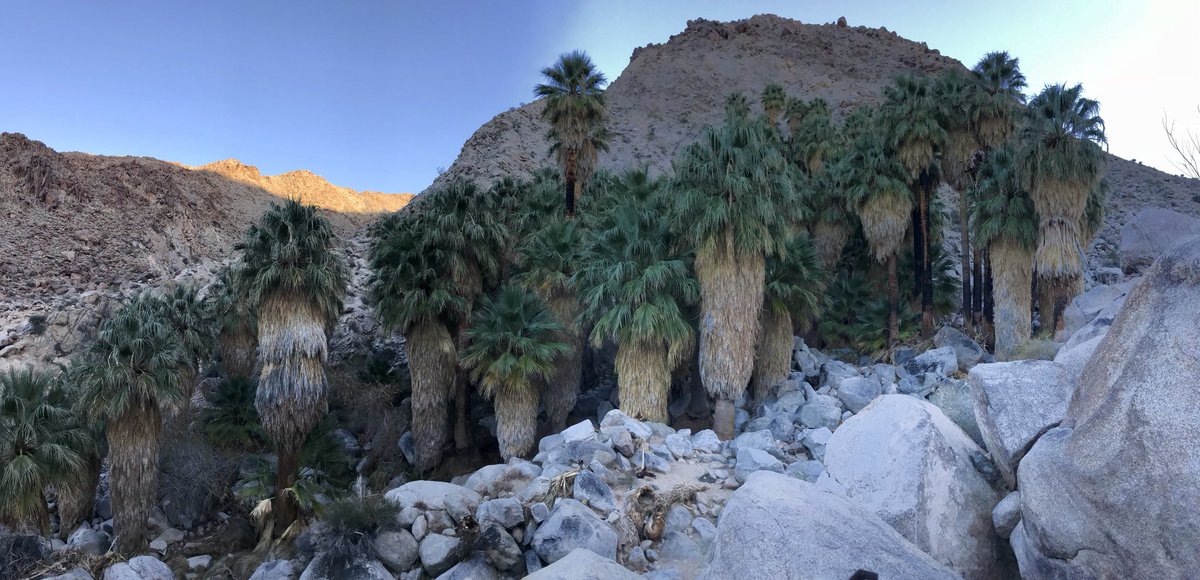 49 Palms Oasis is a surprise in the midst of brown hills.  These palms have stood the test of time and are truly stunning figures in this landscape. #joshuatreenationalpark #49palms #NPS