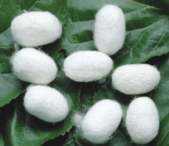 lixiao666jun's tweet photo. The composition of the silk is protein. It has excellent biocompatibility with human body, and its surface is smooth. https://t.co/wv3ZZT7QSL