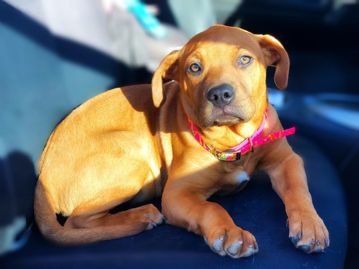 SVMP_Rescue's tweet photo. Help Davie get his surgery this week. Full story= https://t.co/3SxqZGylSQ
@GigiGraciette @NicoleEggert @alliemackay @FredNBCLA @HalEisner @LAIreland @RICKatFOX https://t.co/ddBZZCN9Dn