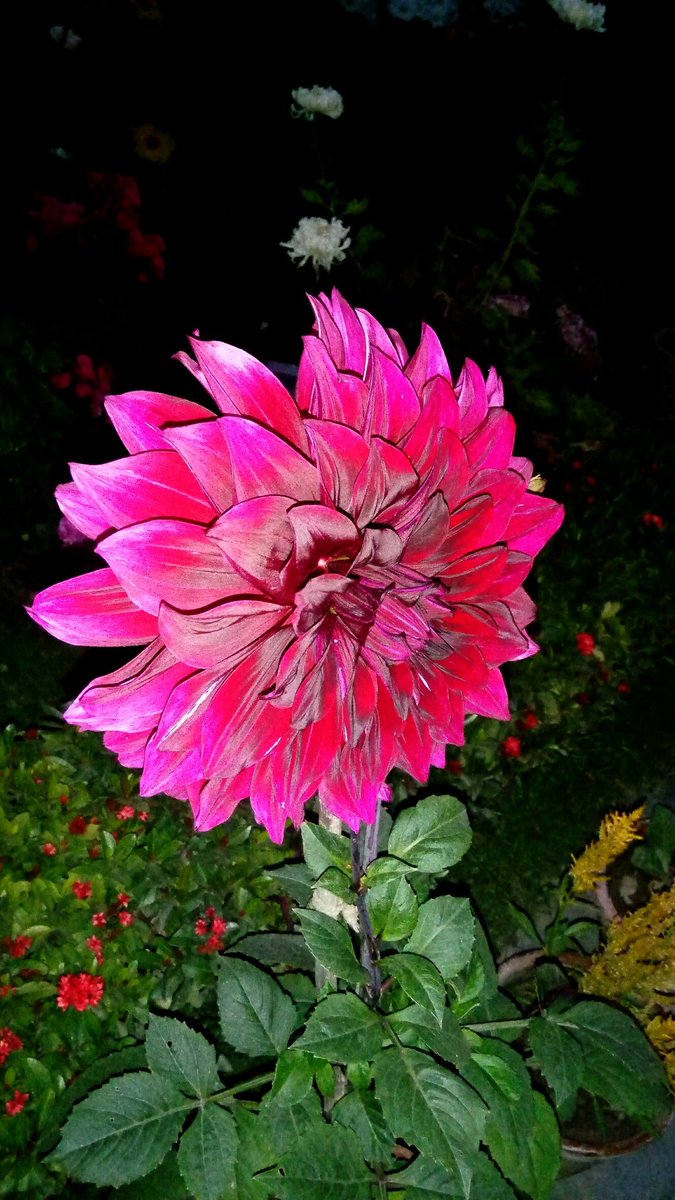 chumkiroy7's tweet photo. #Rose and #Dahlia https://t.co/ZQqiTjzkit