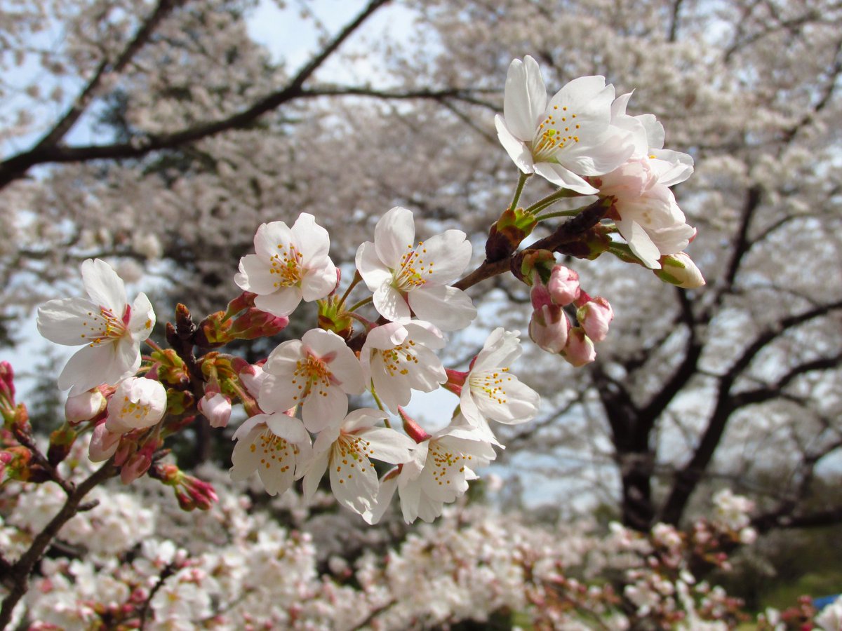 Aya_kotetsu's tweet photo. #これを見た人は春夏秋冬の4枚を貼れ 

春夏は数年前の撮影でコンデジ(Canon PowerShot SX160IS)使用です。
秋冬はデジタル一眼レフ(PENTAX K-50)使用。

#写真撮ってる人と繋がりたい #写真好きな人と繋がりたい #キリトリセカイ https://t.co/siz3Fusr1J