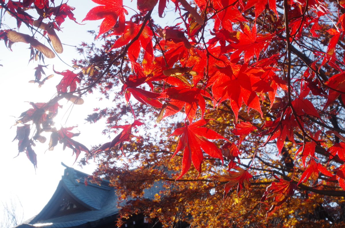 Aya_kotetsu's tweet photo. #これを見た人は春夏秋冬の4枚を貼れ 

春夏は数年前の撮影でコンデジ(Canon PowerShot SX160IS)使用です。
秋冬はデジタル一眼レフ(PENTAX K-50)使用。

#写真撮ってる人と繋がりたい #写真好きな人と繋がりたい #キリトリセカイ https://t.co/siz3Fusr1J