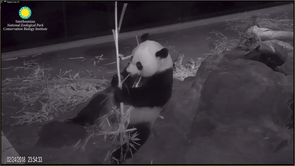 JoyHinnant's tweet photo. BEAUTIFUL!! ❤️ #MyLilLoveBug❤️ @houseofcubs in B & W Splendidly elegant LOVE IT!!! #Smellin it like his beautiful Mommy taught him & he like the #Stalks just like his beautiful Mommy while Handsome Daddy likes the #Leaves 😘😘😘😘😘😘😇😇😇😇😇😇 https://t.co/Ar5MVzLlKi