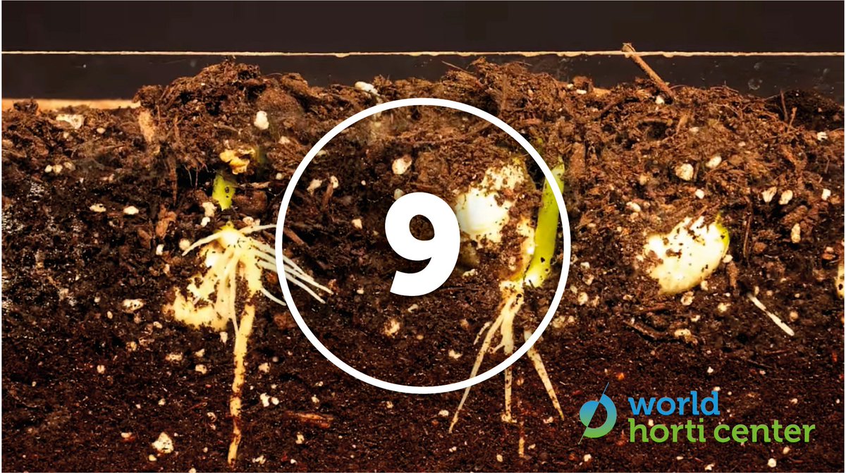 WorldHortiCentr's tweet photo. Ondergronds werken we aan de voorbereidingen. 🌱 Nog 9 dagen te gaan…  #GrowingTheFuture #openingwhc https://t.co/B6ldtVtlZB