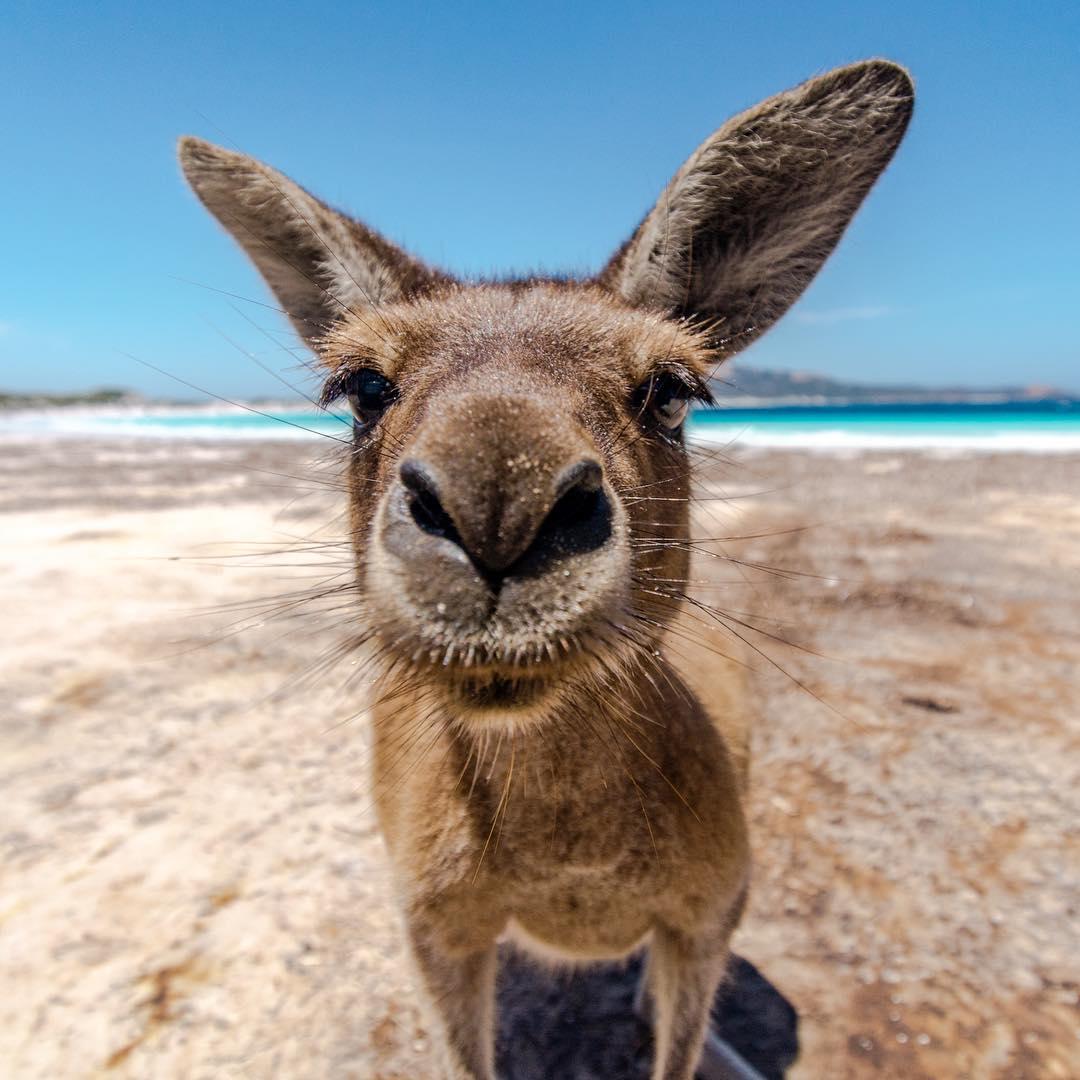 Australia's tweet photo. “Forgot my glasses today, do you mind if I take a closer look?” 👀 (via IG/onestbienailleurs in @Golden_Outback) https://t.co/y7cgAqxYIk